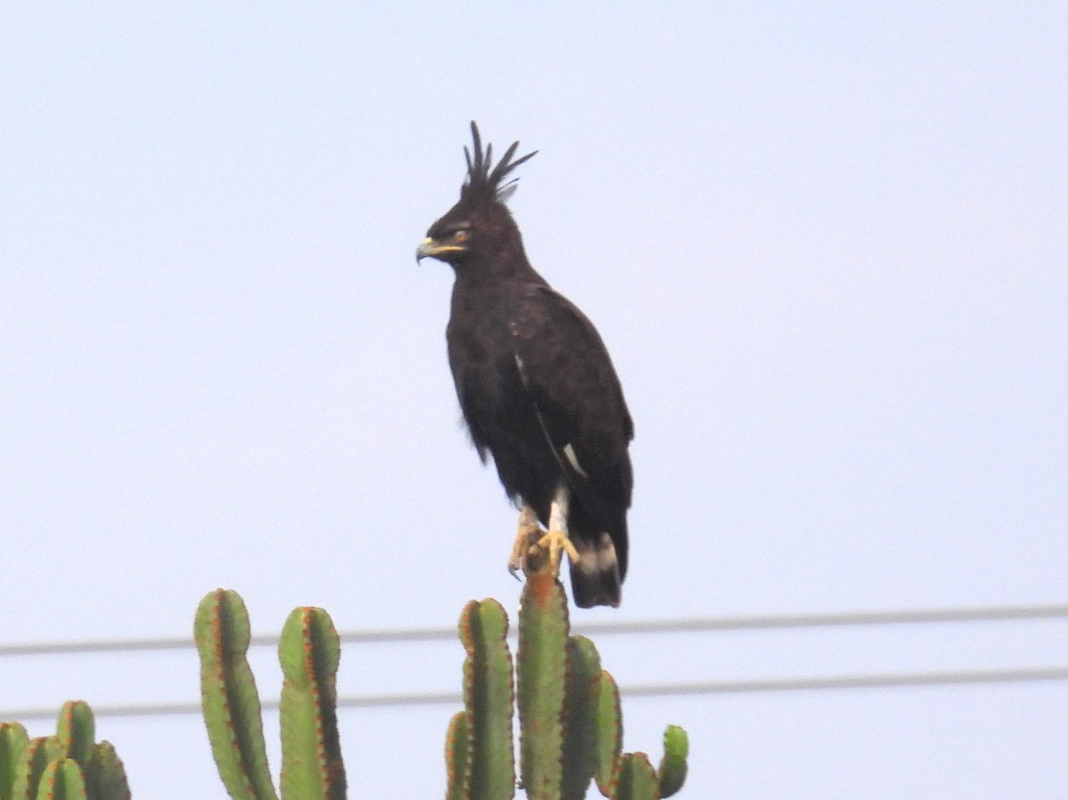 Long-crested Eagle - ML620874975