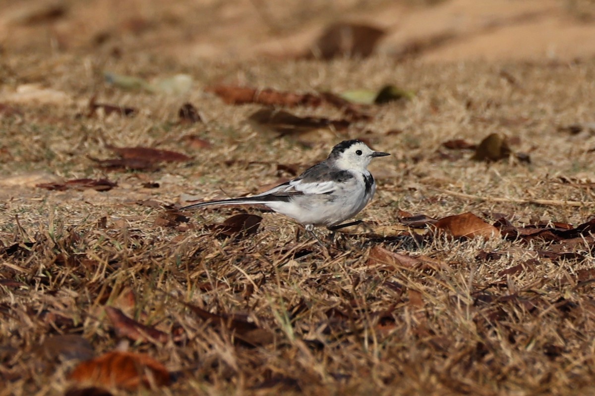 White Wagtail - ML620874976