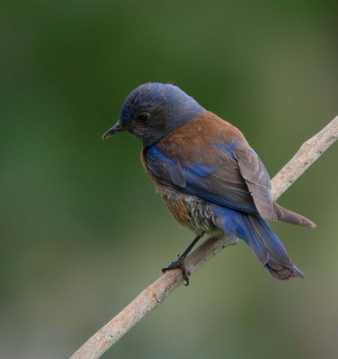 Western Bluebird - ML620874980