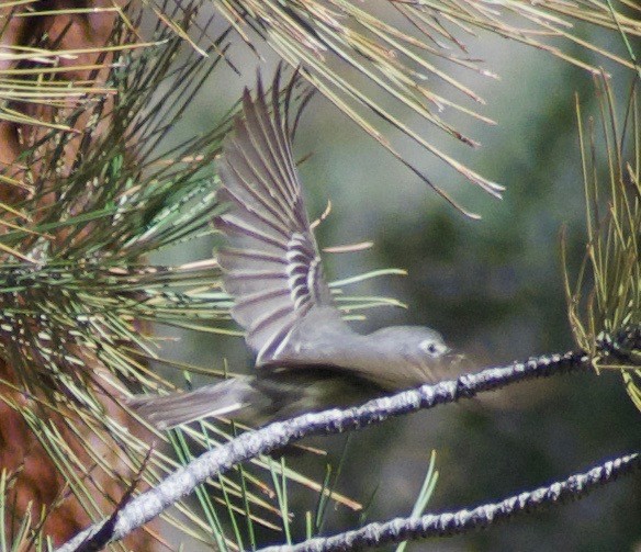 Plumbeous Vireo - ML620874981