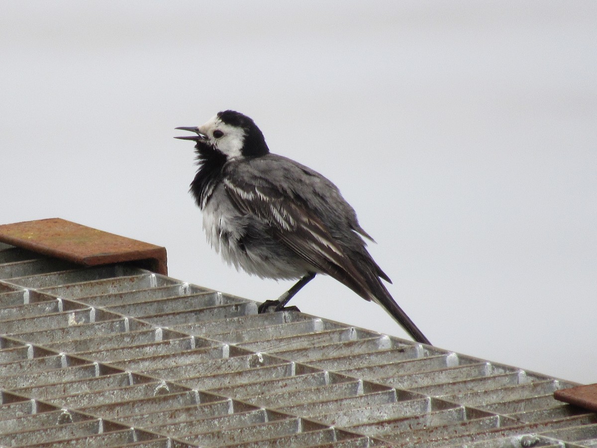 White Wagtail - ML620874982