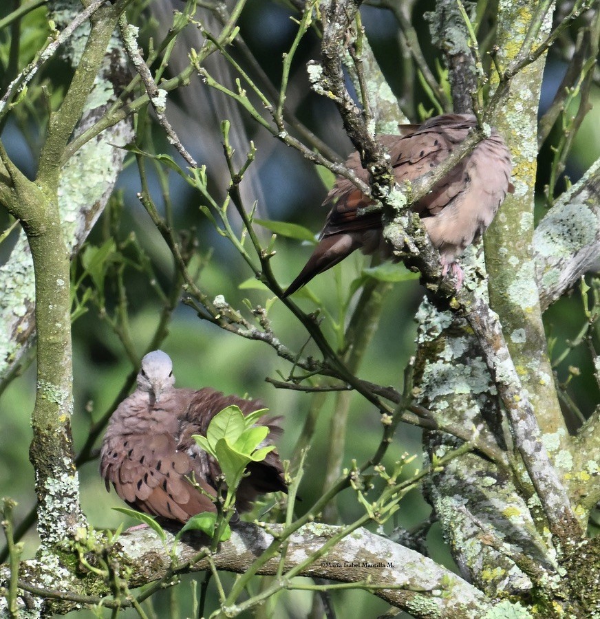 Ruddy Ground Dove - ML620874983