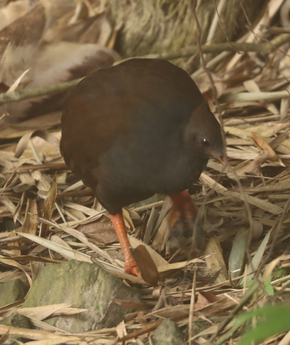 Rotbein-Großfußhuhn - ML620874988