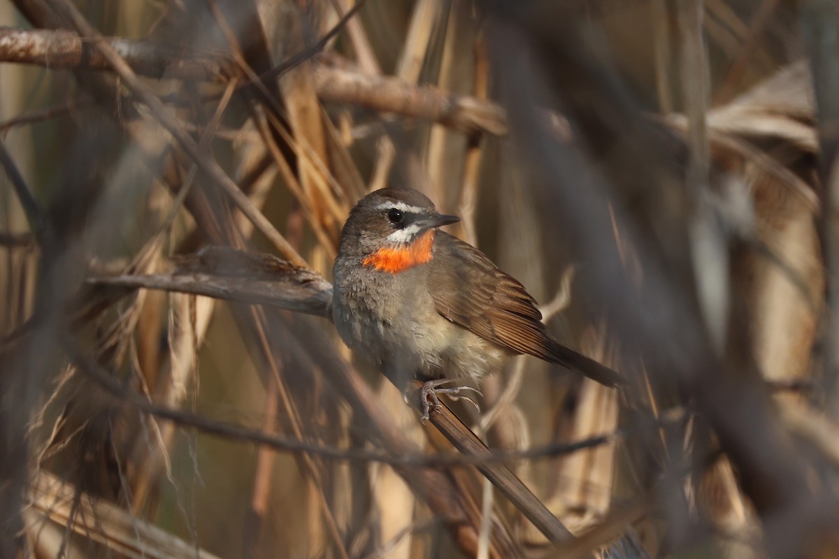 Siberian Rubythroat - ML620874990