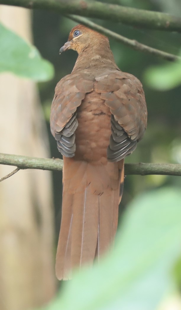 Brown Cuckoo-Dove - ML620874998