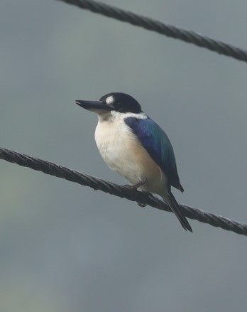 Forest Kingfisher - Susan  Downey