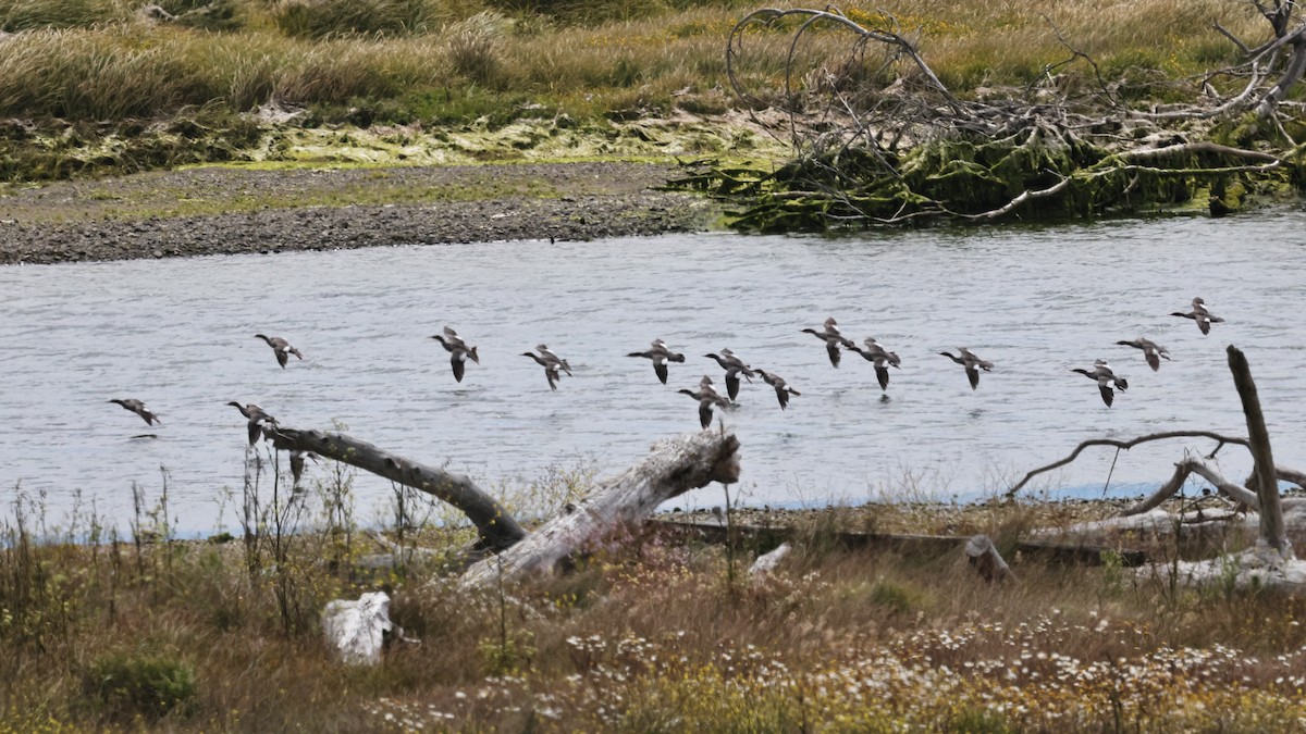 Common Merganser - ML620875004