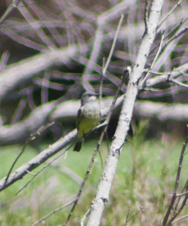 Cassin's Kingbird - ML620875006