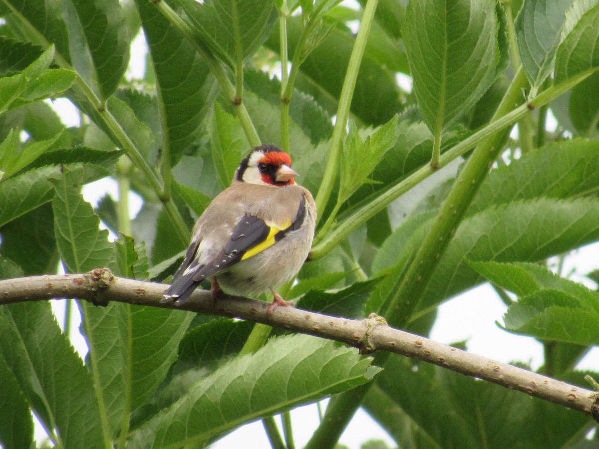 European Goldfinch - ML620875014