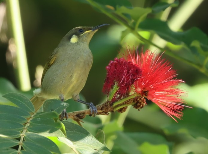 Yellow-spotted Honeyeater - ML620875017