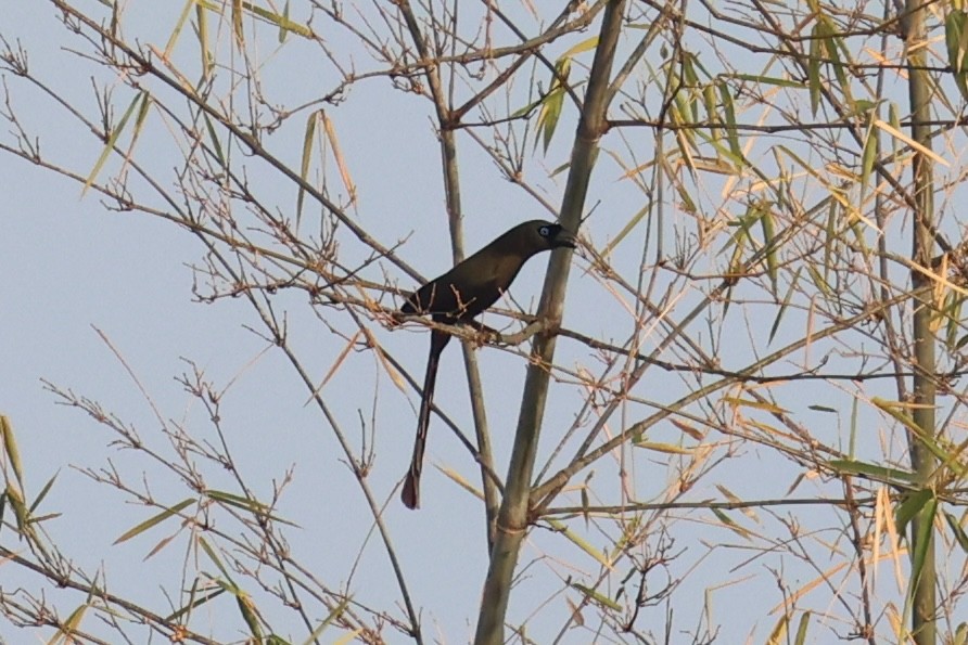 Racket-tailed Treepie - ML620875018