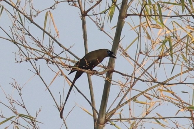 Racket-tailed Treepie - ML620875020