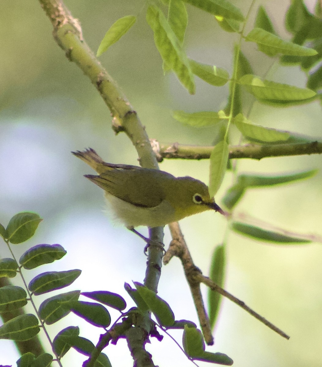 Swinhoe's White-eye - ML620875022