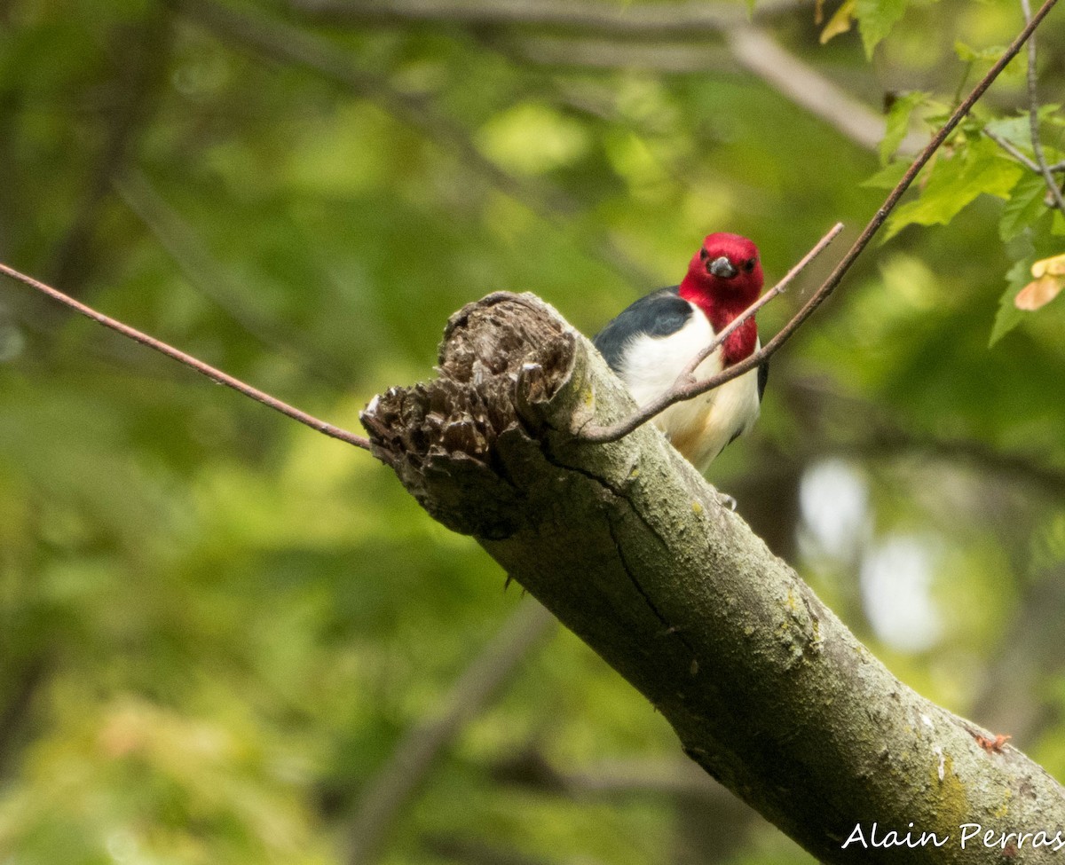 Red-headed Woodpecker - ML620875023