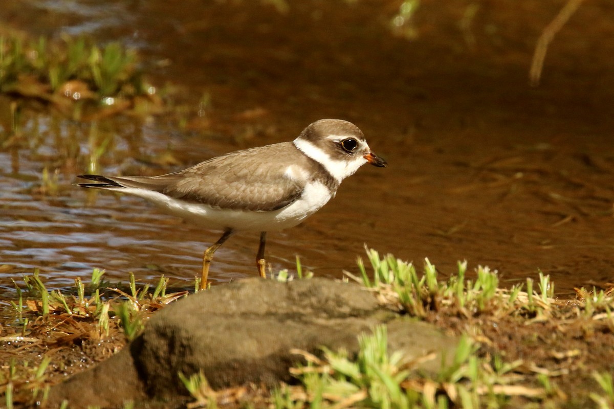 Semipalmated Plover - ML620875026