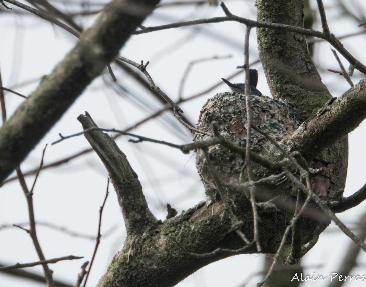 Blue-gray Gnatcatcher - ML620875031