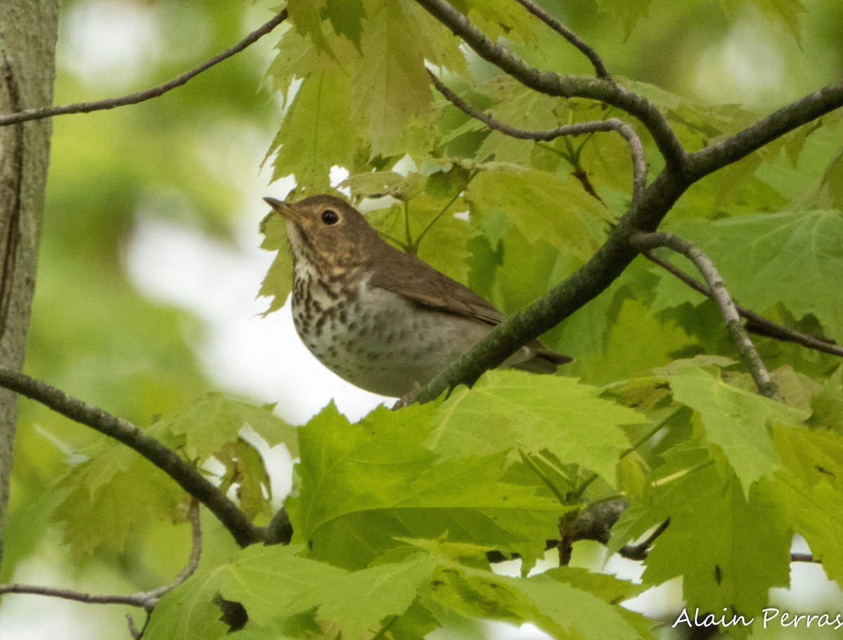 Swainson's Thrush - ML620875038