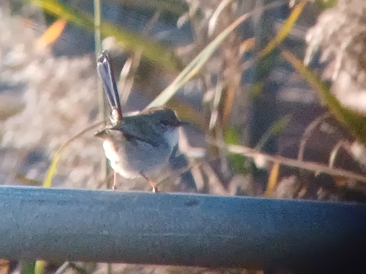 Superb Fairywren - ML620875039