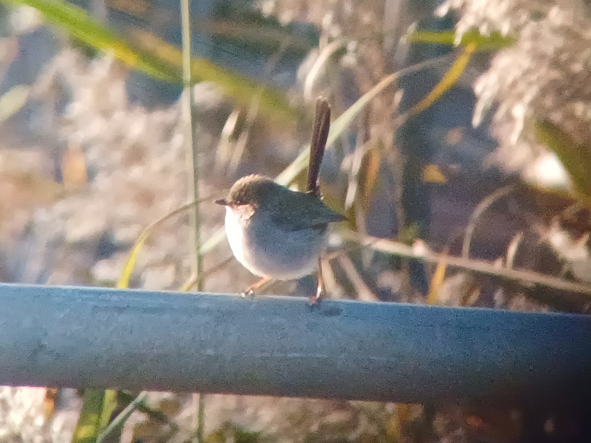 Superb Fairywren - ML620875040