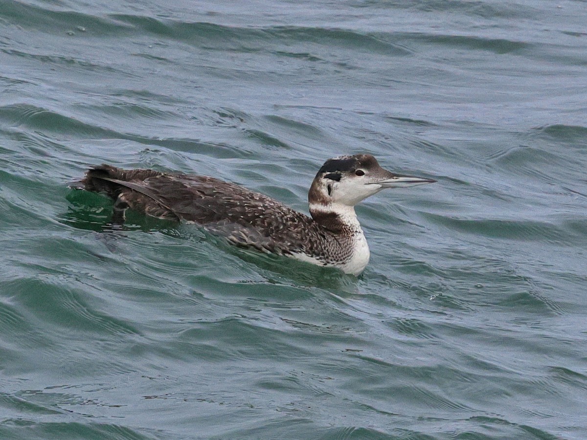 Common Loon - Tim Bray