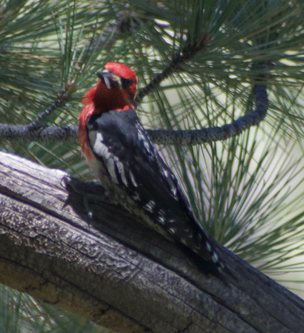 Red-breasted Sapsucker - Asher Perla