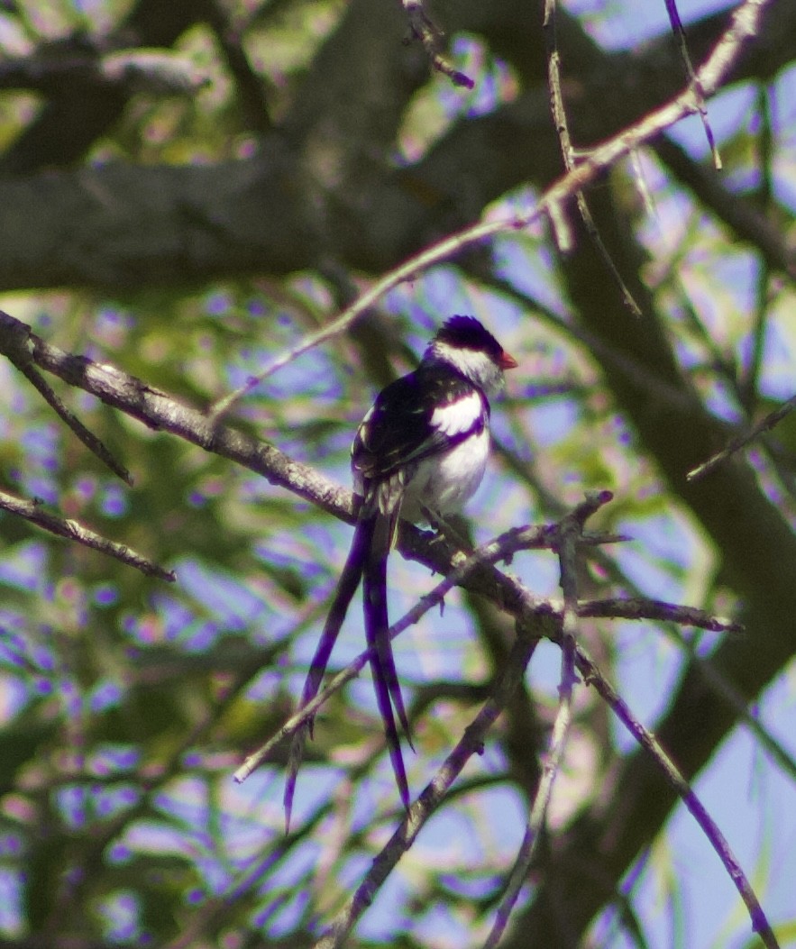 Pin-tailed Whydah - ML620875058