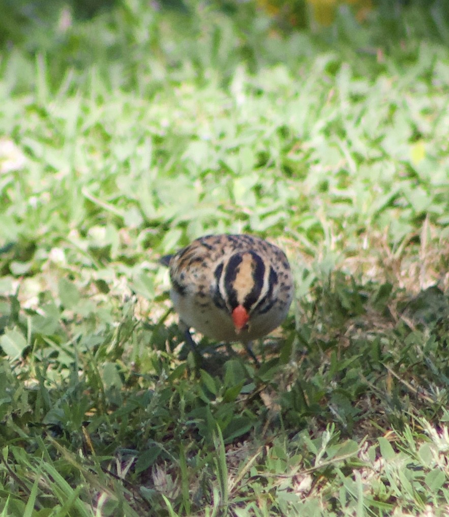 Pin-tailed Whydah - ML620875060