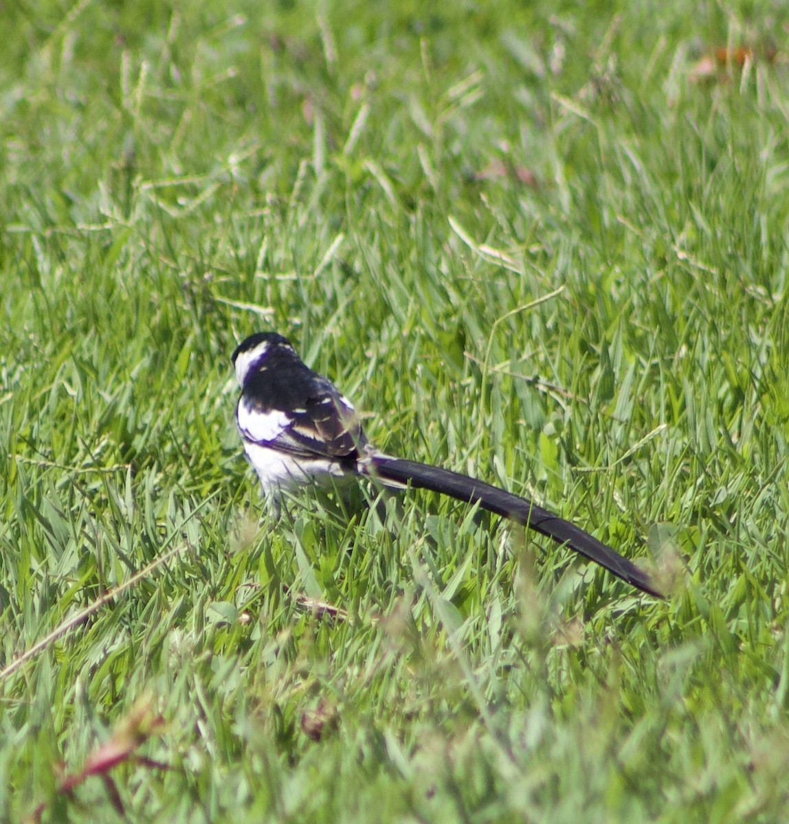 Pin-tailed Whydah - ML620875062