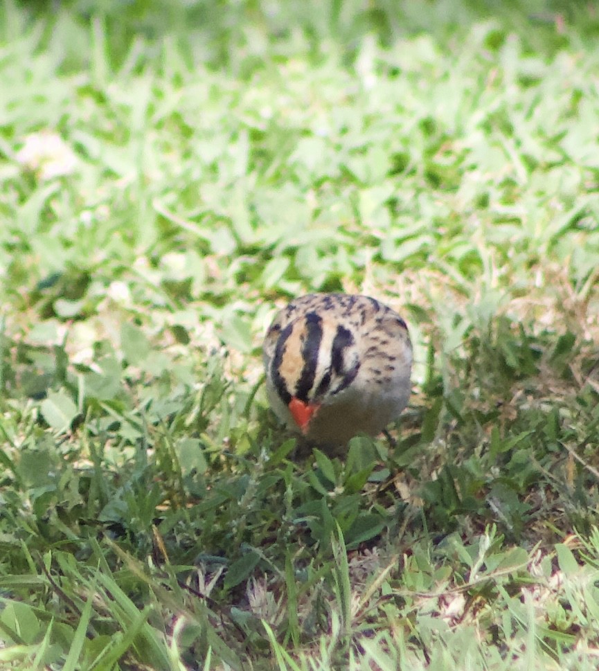 Pin-tailed Whydah - ML620875063