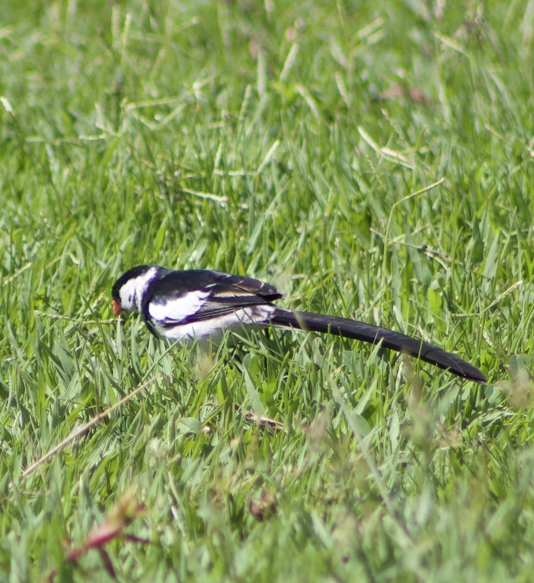 Pin-tailed Whydah - ML620875064