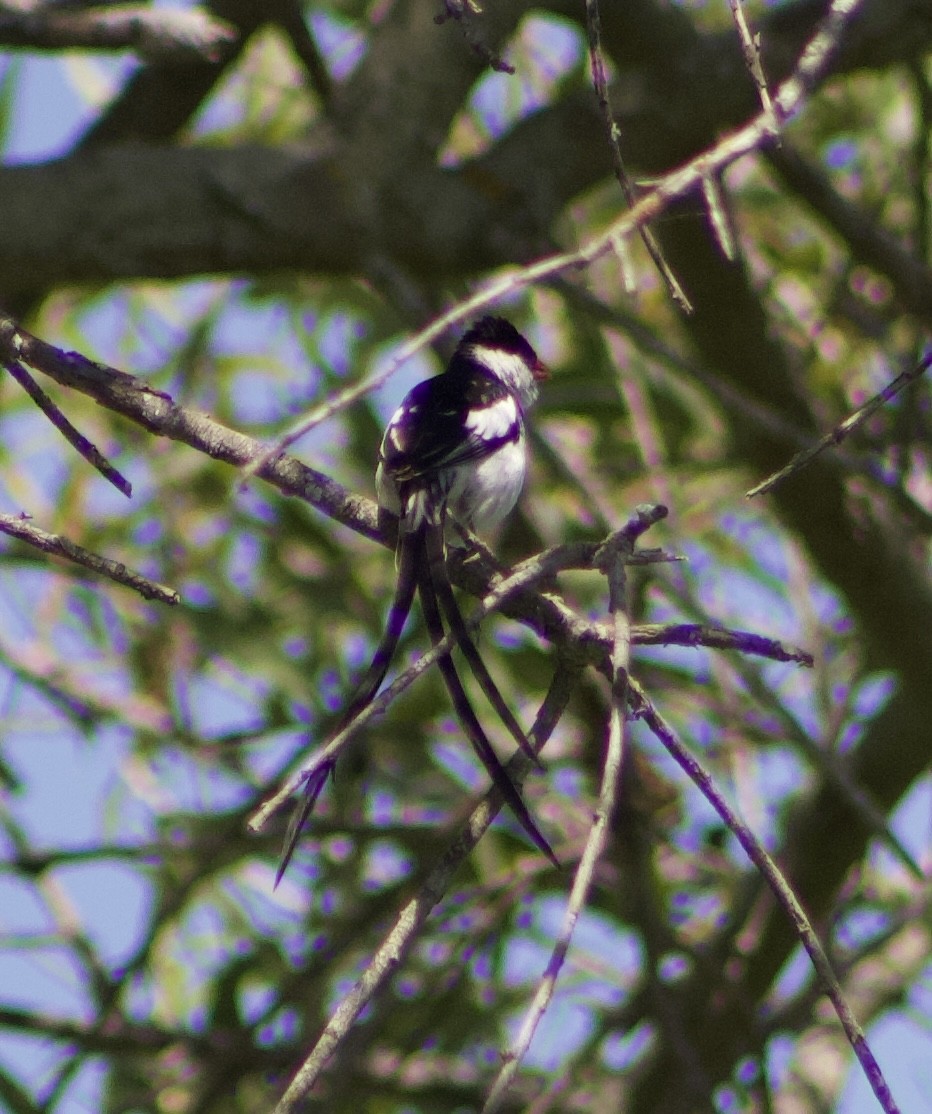 Pin-tailed Whydah - ML620875065