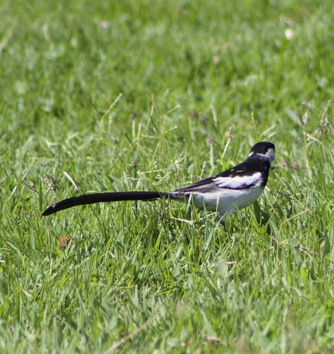 Pin-tailed Whydah - ML620875066