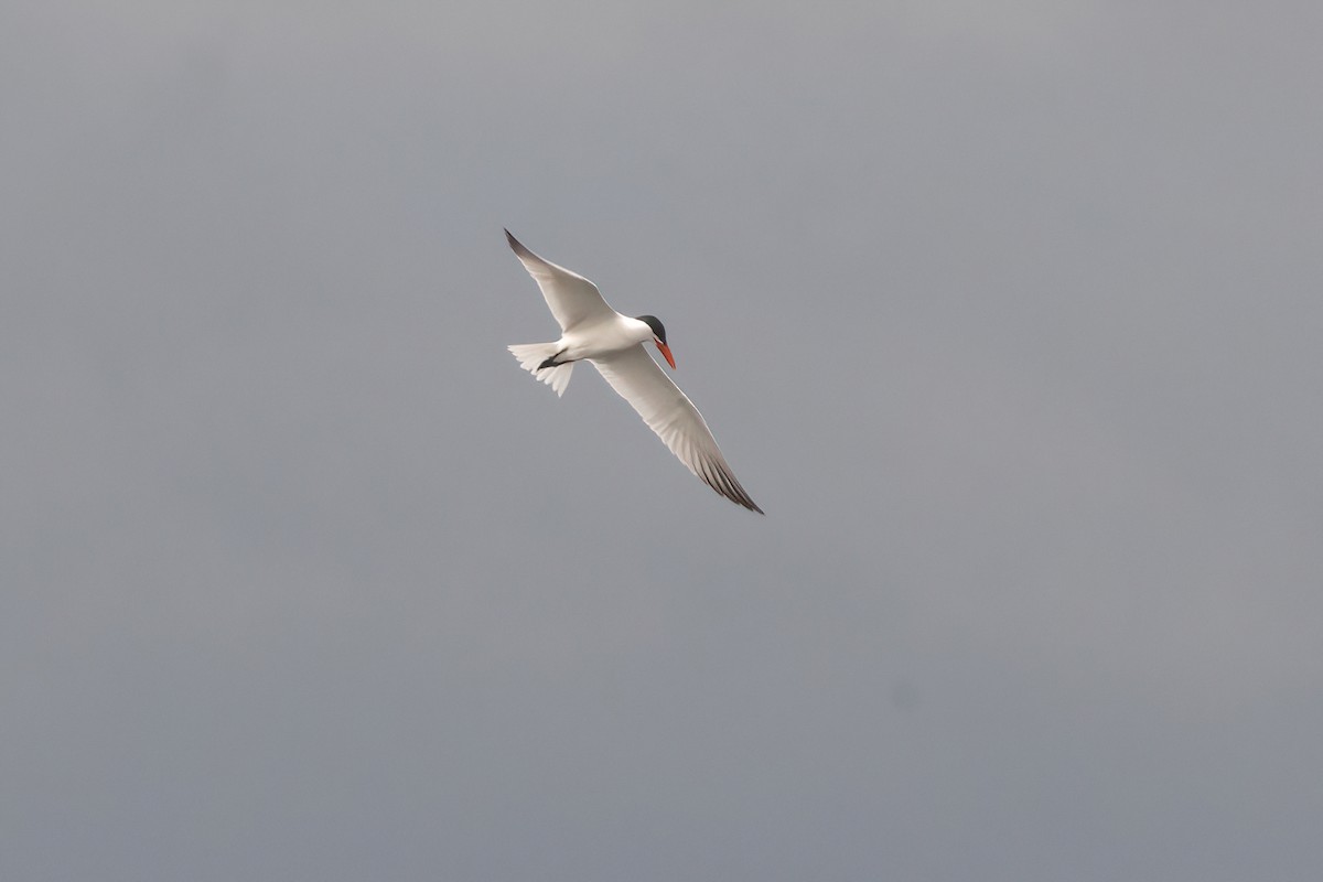 Caspian Tern - ML620875072