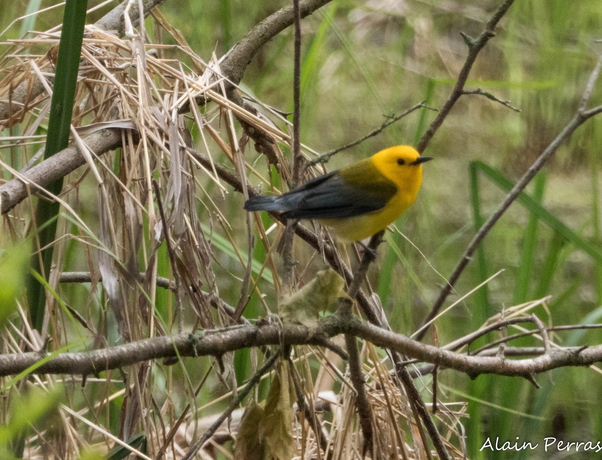 Prothonotary Warbler - ML620875074