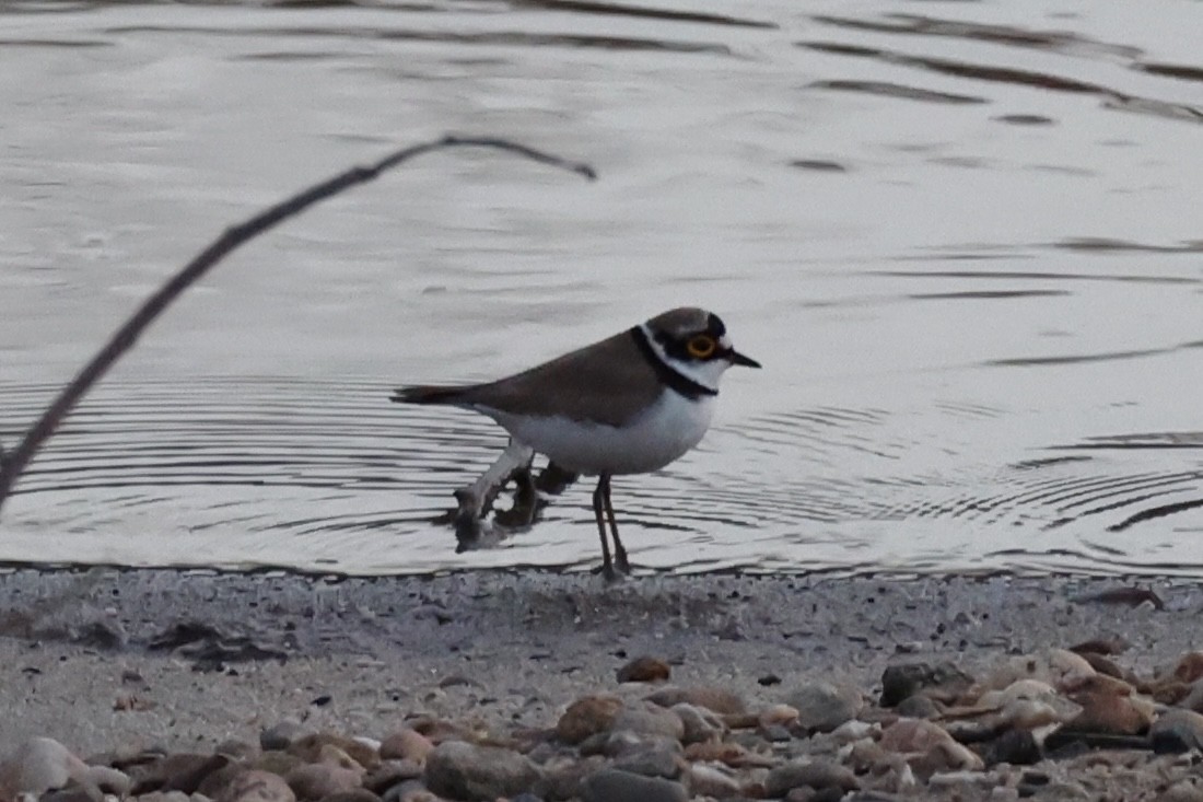 Little Ringed Plover - ML620875077