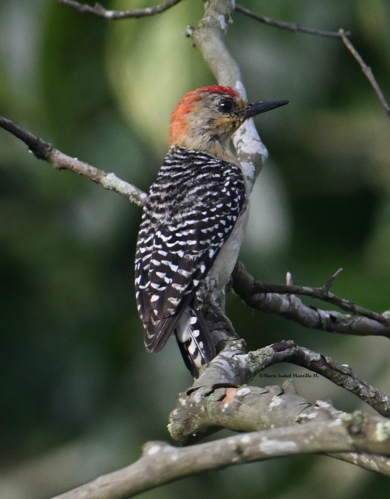 Red-crowned Woodpecker - ML620875081