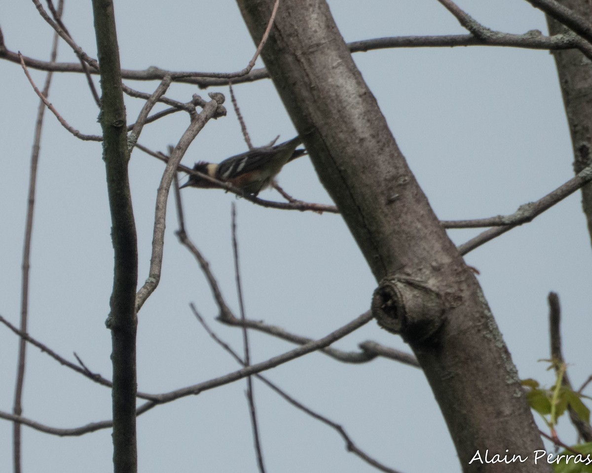 Bay-breasted Warbler - ML620875083