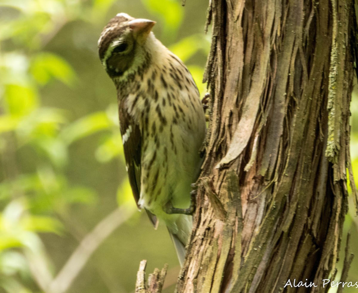 Rose-breasted Grosbeak - ML620875088