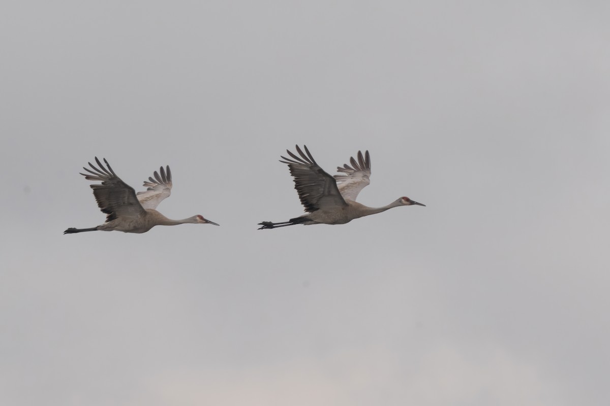 Sandhill Crane - ML620875092