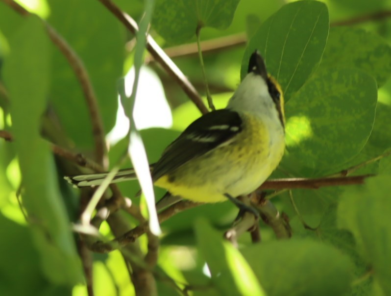 Yellow-breasted Boatbill - Susan  Downey