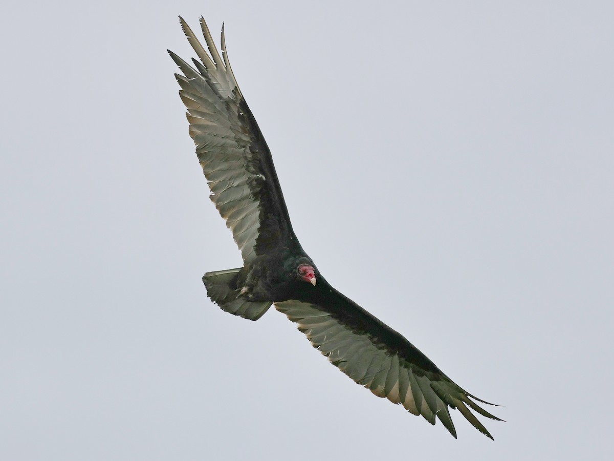 Turkey Vulture - ML620875100
