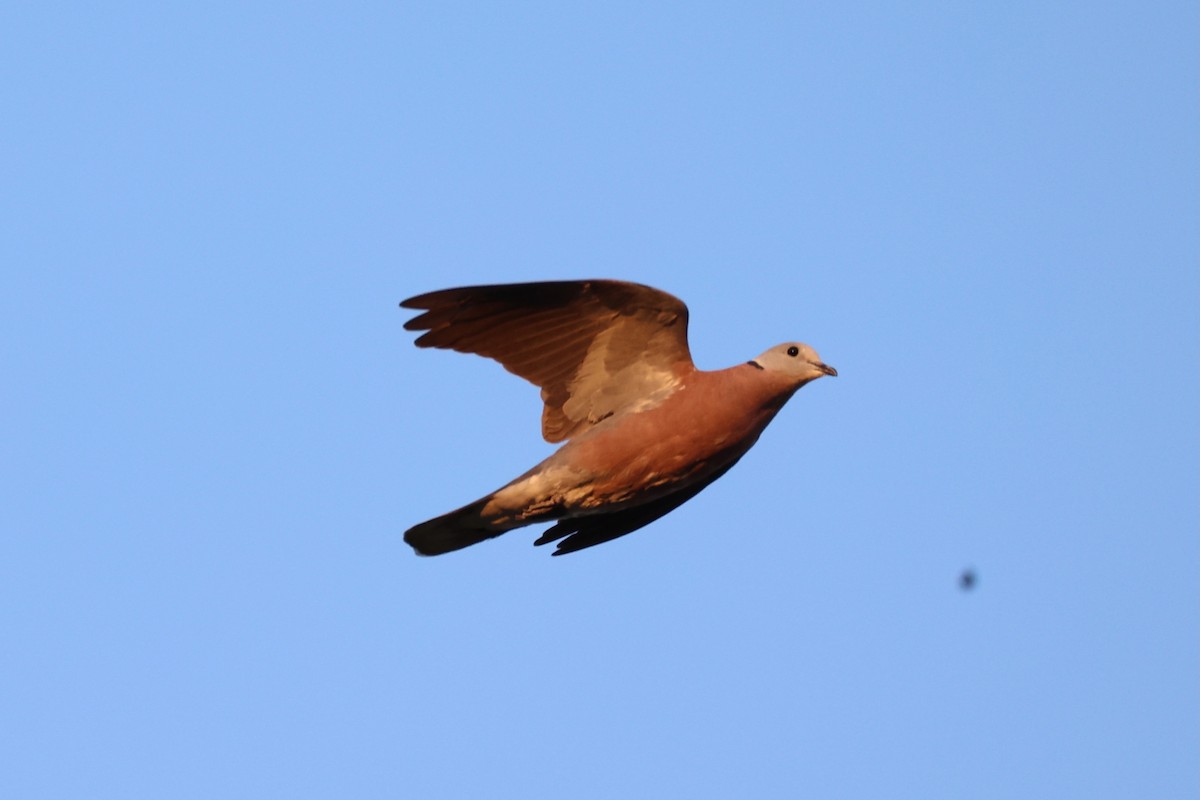 Red Collared-Dove - ML620875101