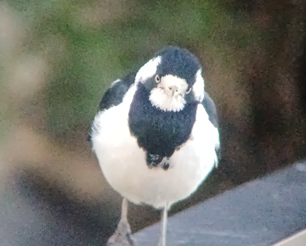 Magpie-lark - ML620875106