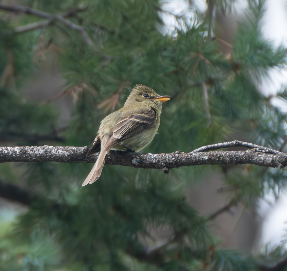 Western Flycatcher (Cordilleran) - ML620875108