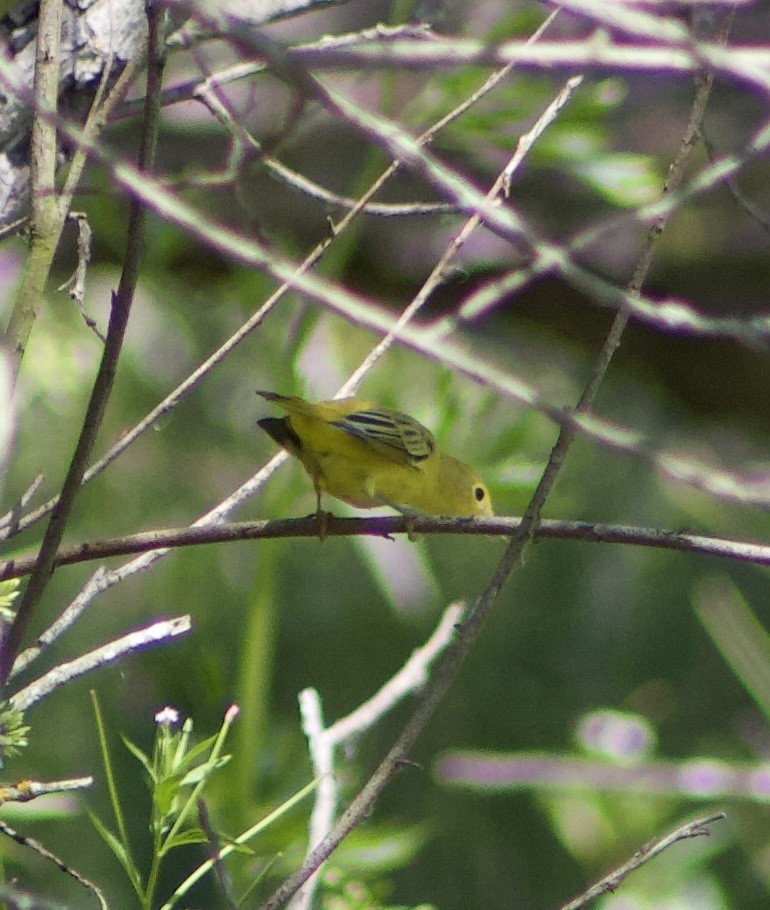 Yellow Warbler - ML620875110