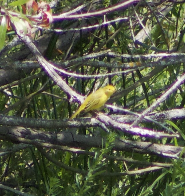 Yellow Warbler - ML620875111