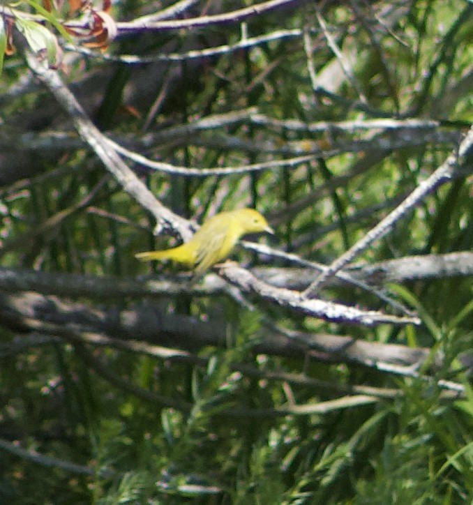 Yellow Warbler - ML620875112