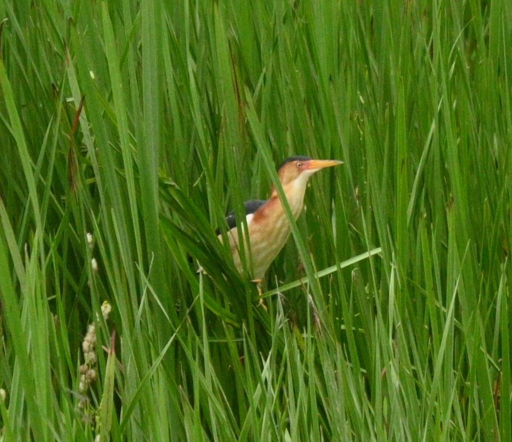 Least Bittern - ML620875116