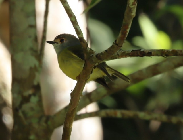 Pale-yellow Robin - ML620875118