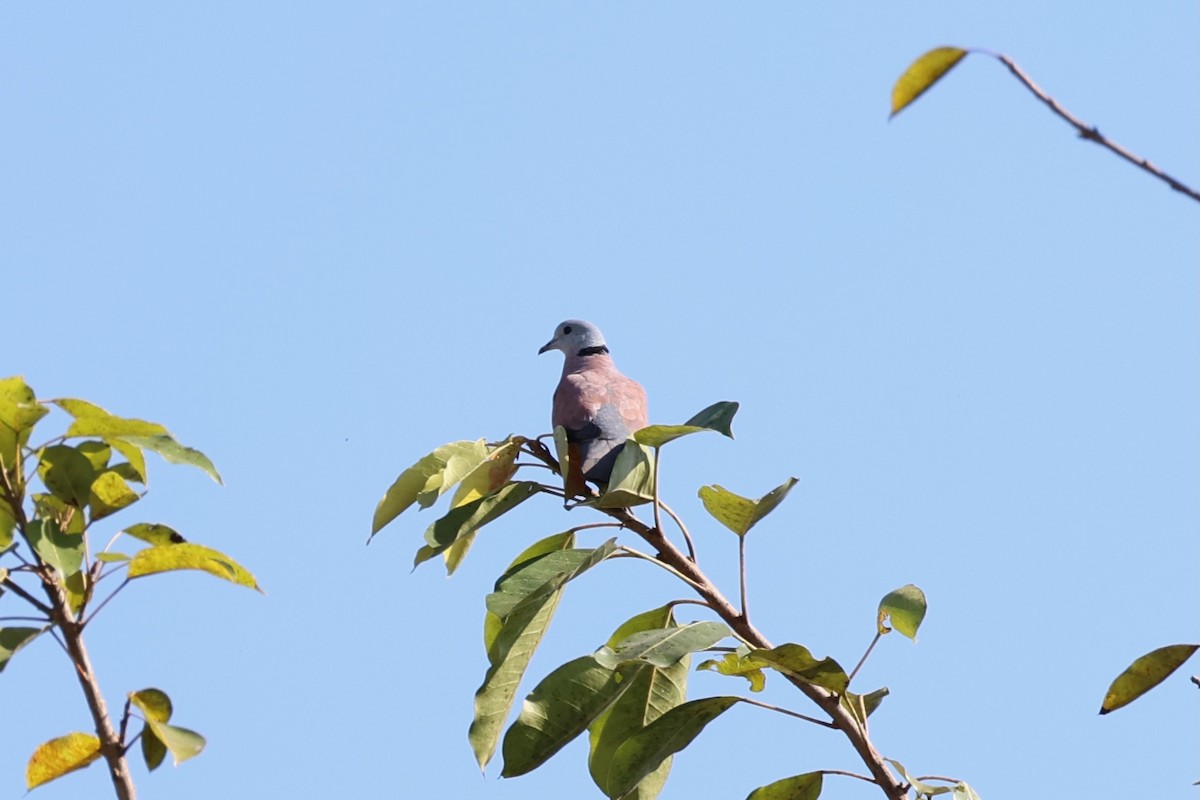 Red Collared-Dove - ML620875122
